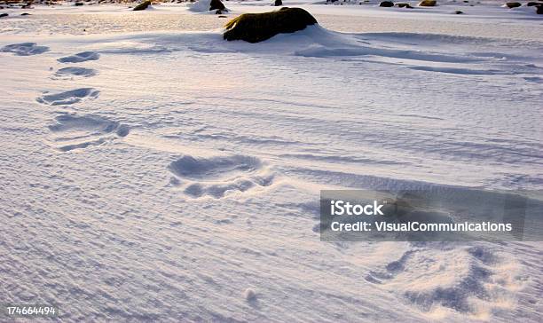 북극곰 트랙 누른 자국에 대한 스톡 사진 및 기타 이미지 - 누른 자국, 북극곰, 눈-냉동상태의 물