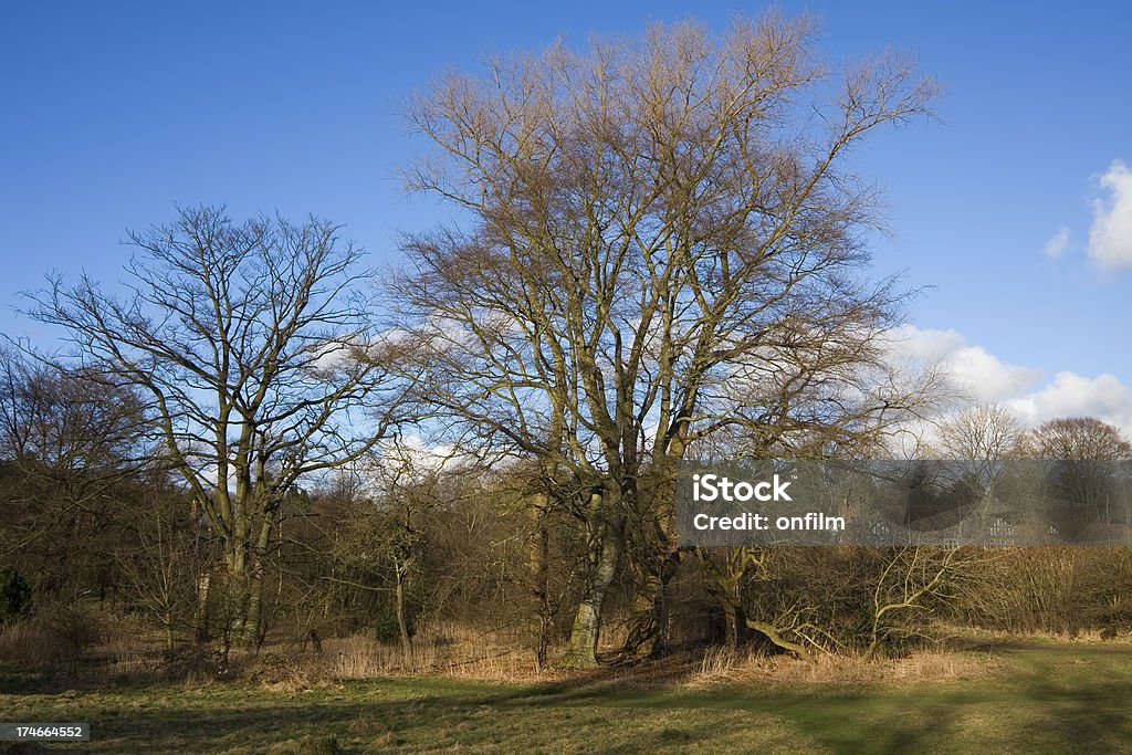 Meadow in Spring "Meadow and ancient woodland in Devisdale, Altrincham, Cheshire, UK." Cheshire - England Stock Photo