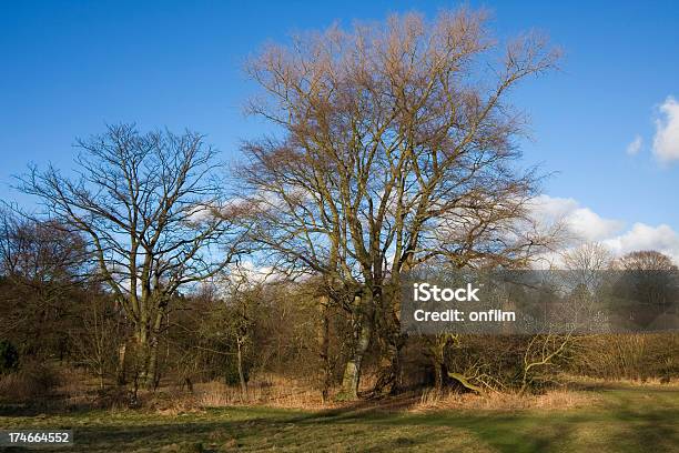 Meadow In Spring Stock Photo - Download Image Now - Cheshire - England, Clear Sky, Color Image