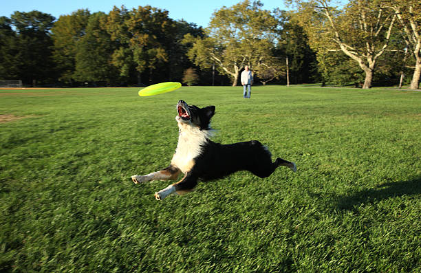 dog in air catching flying disc stock photo