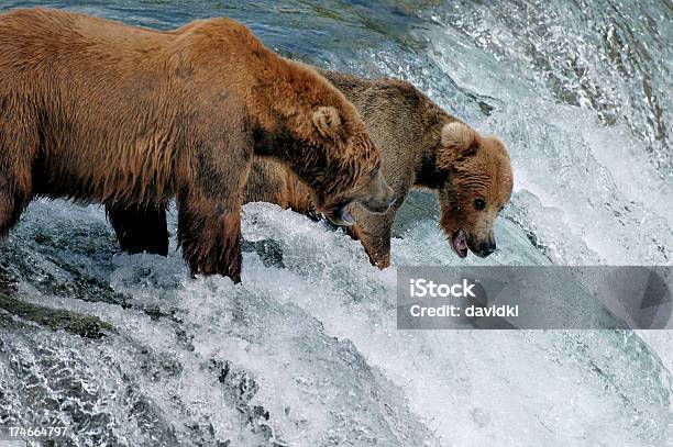 Dos Marrón Tiene La Pesca De Salmón Por Una Cascada Foto de stock y más banco de imágenes de Oso