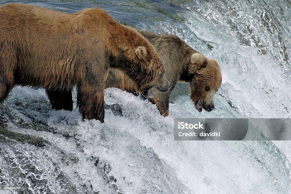 Dois ursos pardos pesca de salmão por uma cascata - Foto de stock de Urso royalty-free