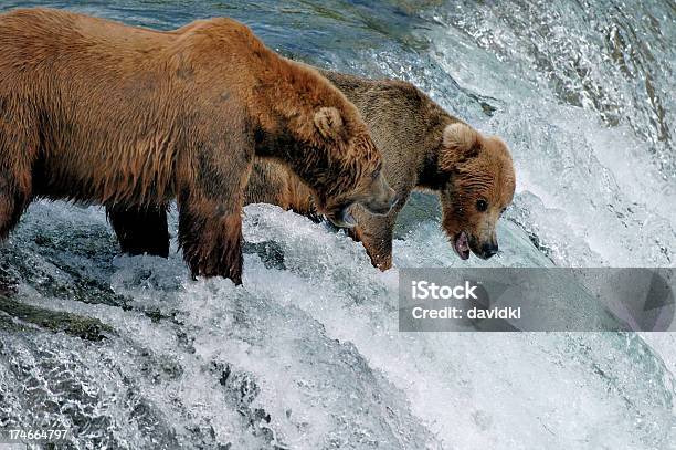 Foto de Dois Ursos Pardos Pesca De Salmão Por Uma Cascata e mais fotos de stock de Urso - Urso, Alasca - Estado dos EUA, Animal