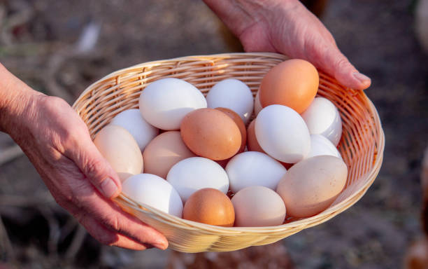 istock a woman holds collected chicken eggs in her hands 1746648104