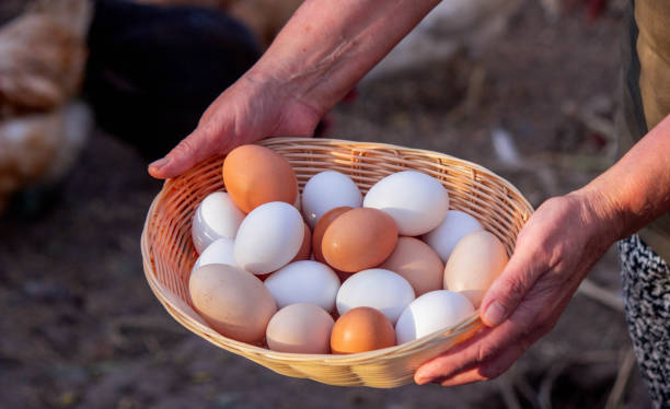 istock a woman holds collected chicken eggs in her hands 1746648107