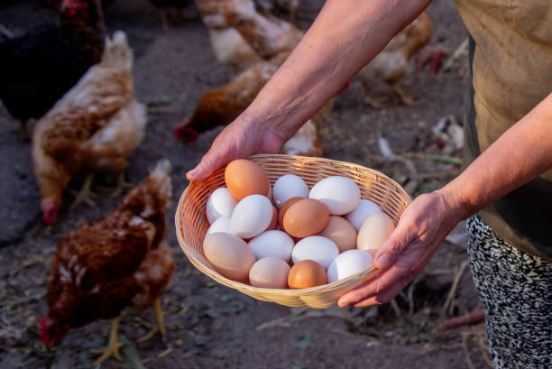 istock a woman holds collected chicken eggs in her hands 1746648115