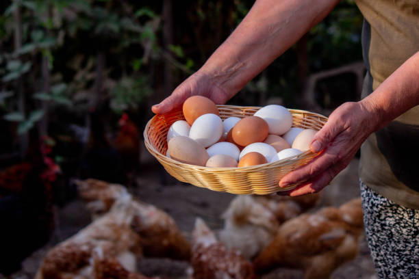 istock a woman holds collected chicken eggs in her hands 1746648132