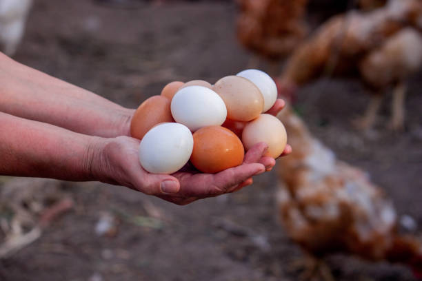 istock a woman holds collected chicken eggs in her hands 1746648139