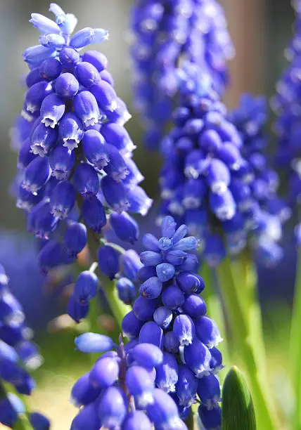 Common grape hyacinth (Muscari botryoides)