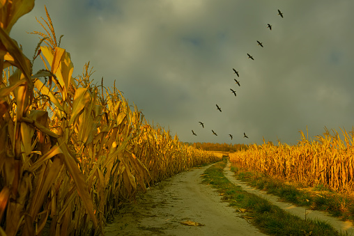 dirt road in a field with corn at sunset. a flock of birds flying south. autumn rural landscape.
