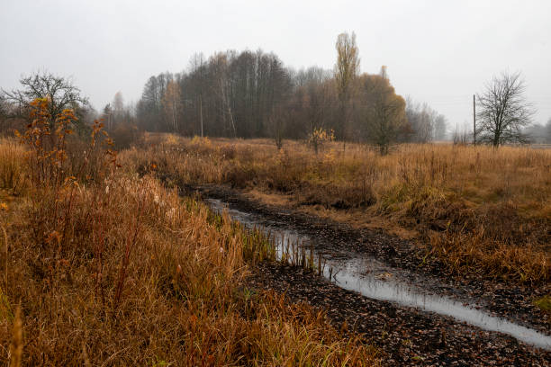 dull autumn, gloomy sky, yellowed forest by the stream.