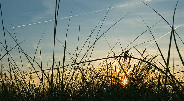 Panorama of dune grass at sunset stock photo