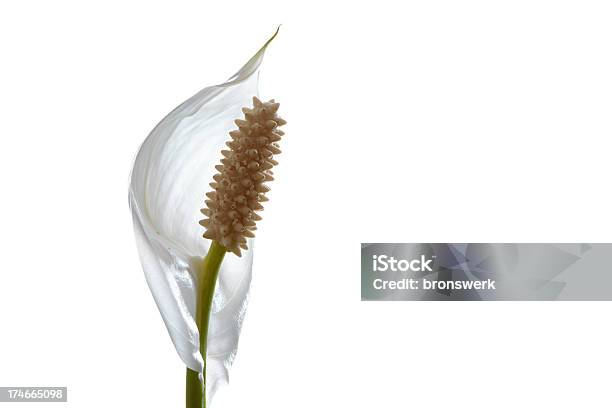 Spatifillum Spathiphyllum - Fotografie stock e altre immagini di Ambientazione tranquilla - Ambientazione tranquilla, Bellezza, Bellezza naturale
