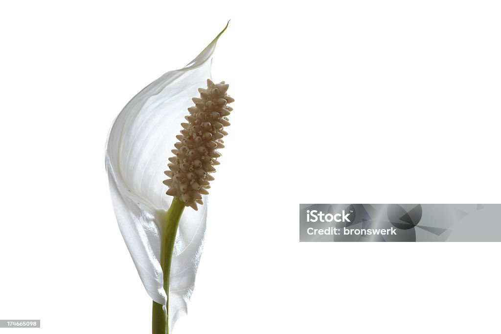 Спатифиллюм Уоллиса (Spathiphyllum - Стоковые фото Без людей роялти-фри
