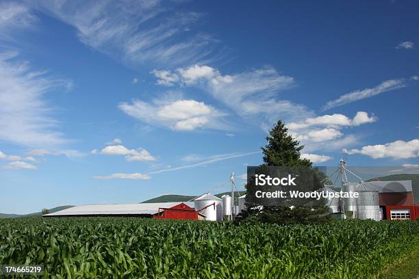 Blue Sky Cornfield Stock Photo - Download Image Now - Agricultural Field, Agriculture, Barn