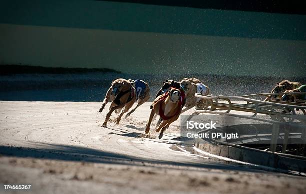 Corsa Di Cani 2 Di 7 - Fotografie stock e altre immagini di Corsa di cani - Corsa di cani, Levriero, Gara sportiva