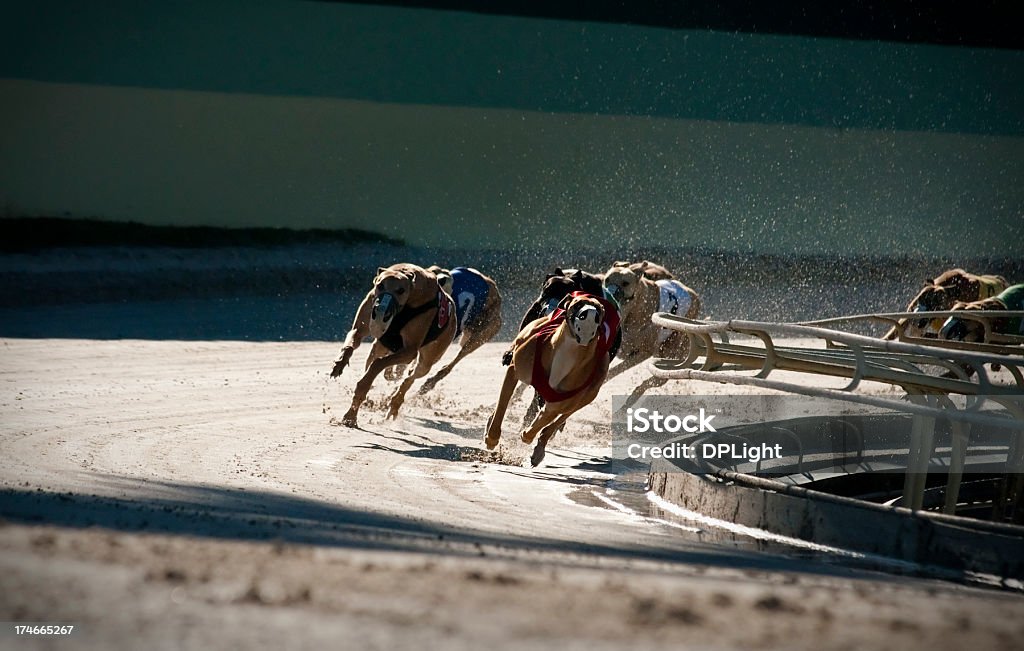 Racing dogs (2 of 7) Racing Greyhounds taking a corner at a track in Florida. You may also be interested in: Dog Racing Stock Photo