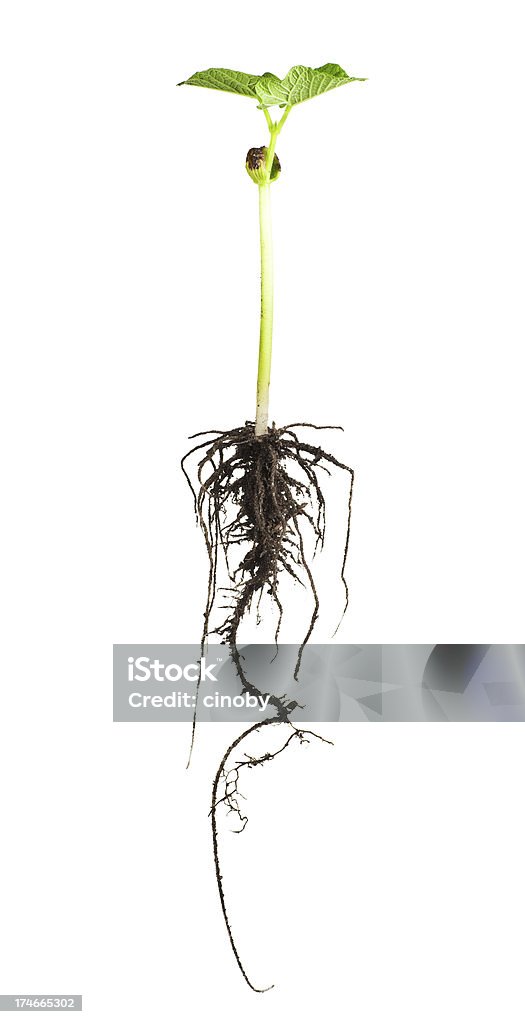 Plante de soja - Photo de Racine - Partie d'une plante libre de droits