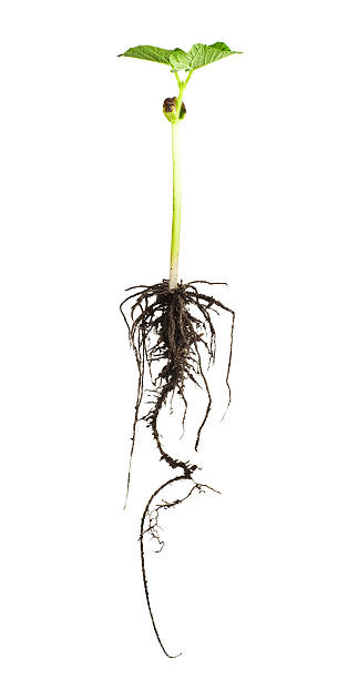 planta de feijão - root hair imagens e fotografias de stock