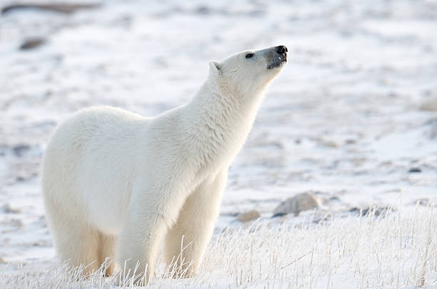 nariz de polar - arctic manitoba churchill manitoba canada - fotografias e filmes do acervo