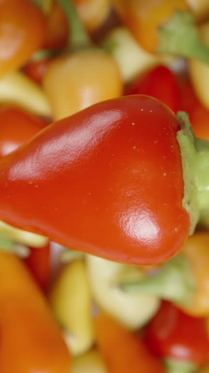 Vertical video. A red rosemary mini chili pepper rotates and falls among the other assorted colored peppers. Top view, in slow motion. Dolly macro