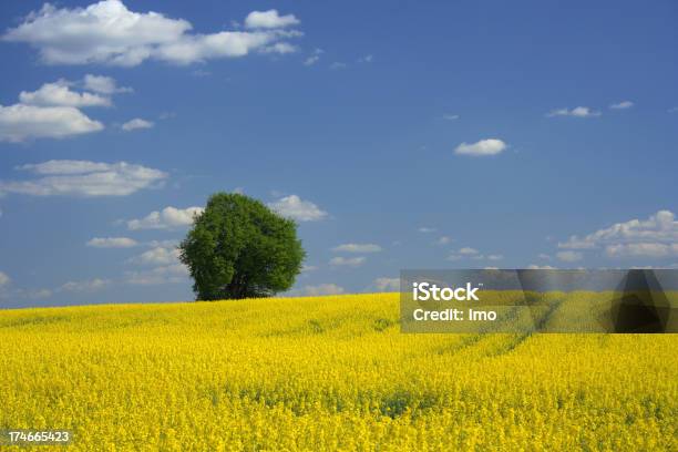 Panorama Del Campo De Violación Foto de stock y más banco de imágenes de Agricultura - Agricultura, Aire libre, Ajardinado