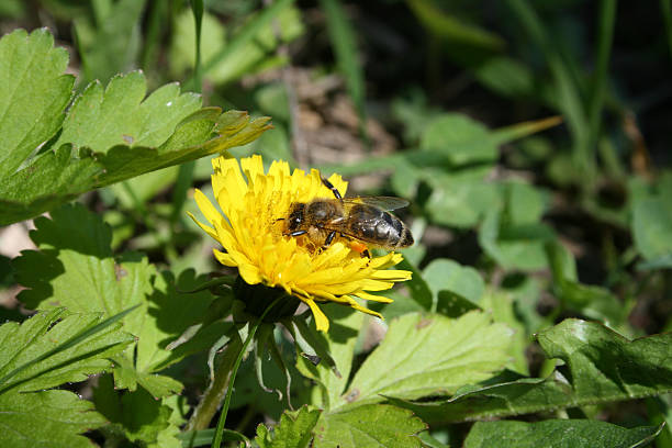 Pszczoły miodnej na kwiat. – zdjęcie