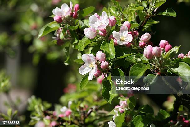 Kwiat Jabłoni - zdjęcia stockowe i więcej obrazów Bez ludzi - Bez ludzi, Bliskie zbliżenie, Botanika
