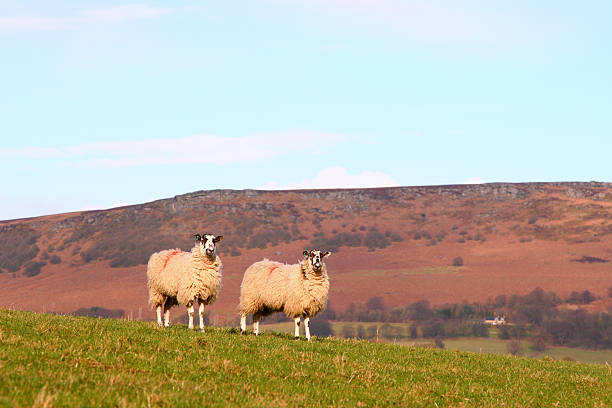 istock Two Sheep, Peak District National Park, Derbyshire 174665579