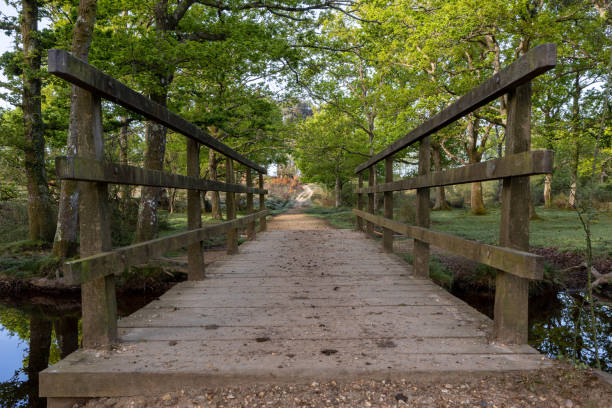 istock Wooden bridge over a small river in the New Forest 1746656449