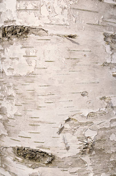 birch rinde - birch tree tree downy birch white stock-fotos und bilder