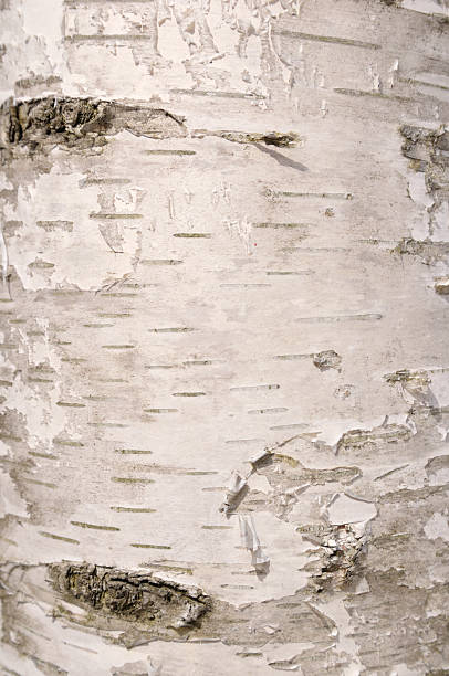 birch de corteza - birch tree tree downy birch white fotografías e imágenes de stock