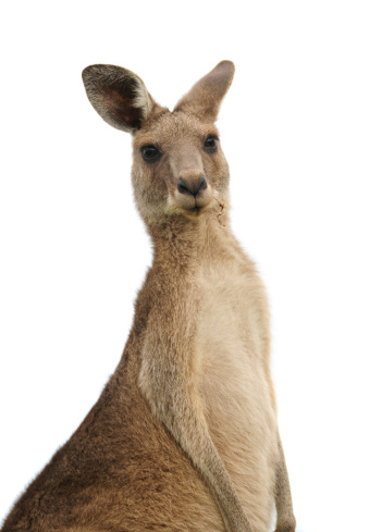 A Kangaroo looking into the camera isolated on a white background.