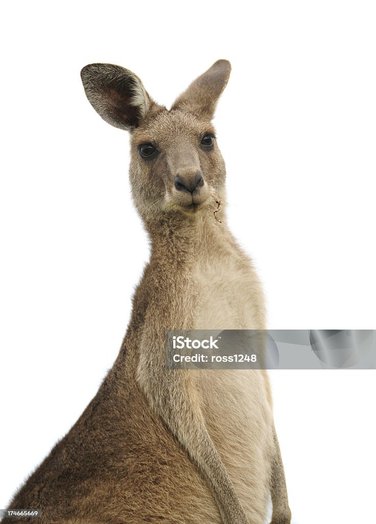 Kangaroo at sunset A Kangaroo looking into the camera isolated on a white background. Kangaroo Stock Photo