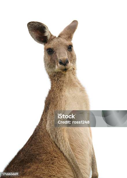 Kangaroo At Sunset Stock Photo - Download Image Now - Kangaroo, Cut Out, White Background