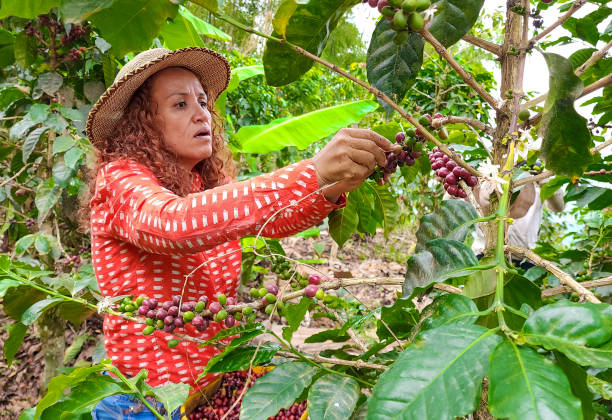 istock Coffee worker harvesting coffee in her basket 1746657635