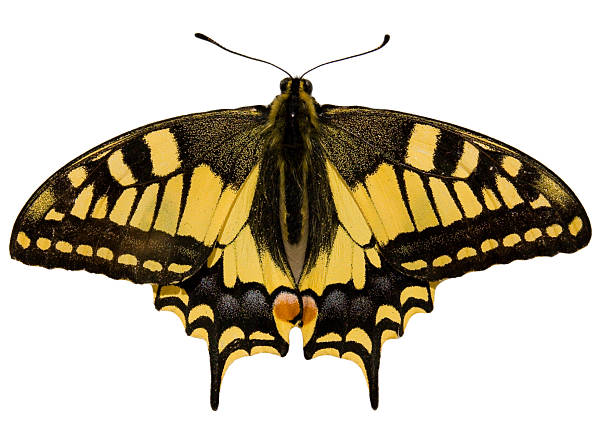 istock Isolated Papilio machaon - swallowtail 174665766