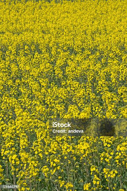 Campo De Colza Vertical - Fotografias de stock e mais imagens de Agricultura - Agricultura, Amarelo, Ao Ar Livre