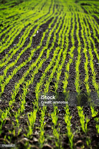 La Agricultura Foto de stock y más banco de imágenes de Campo arado - Campo arado, Vista de ángulo bajo, Agricultura