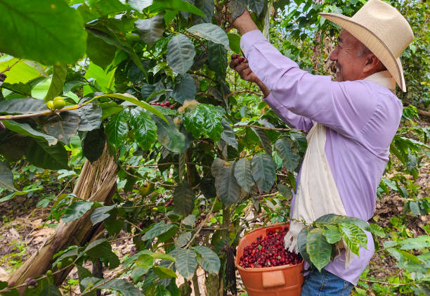 istock Man harvesting coffee in his mountain plantations 1746658804