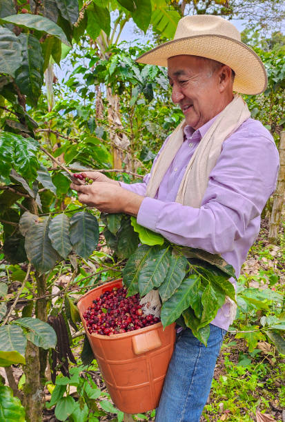 istock Man harvesting coffee in his mountain plantations 1746659214