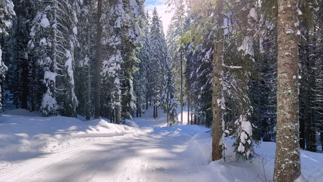 Travel through a serene winter forest landscape