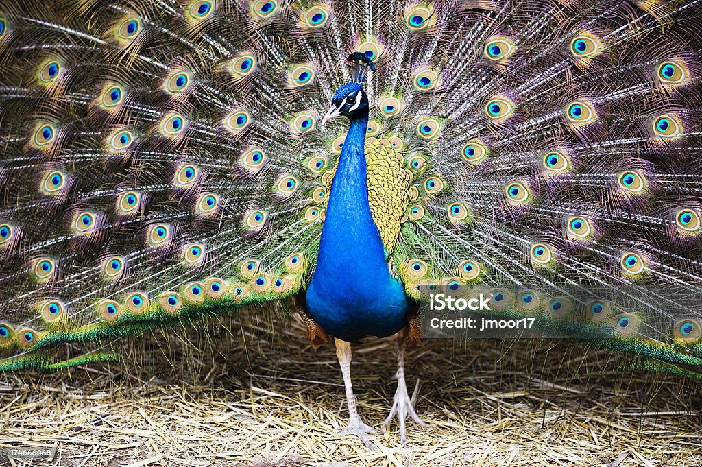 Arborant Peacock - Photo de Accouplement animal libre de droits