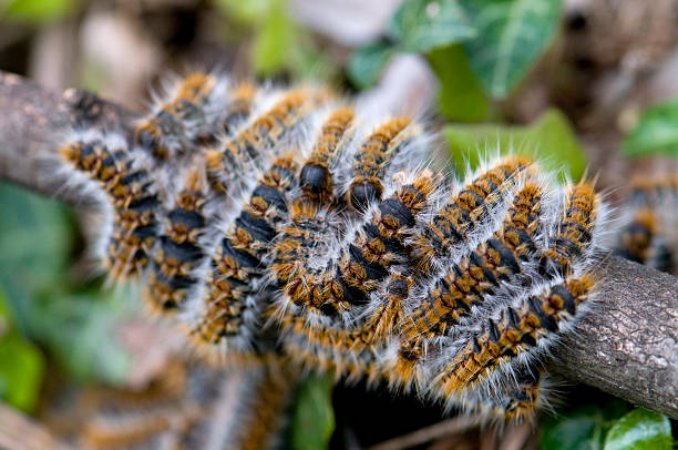 Processionary caterpillar Thaumetopoea processionea Pine processionary caterpillars migrating to a pupation site. By March, a vast number of hairy caterpillars climb down from their nests in the pine trees in order to seek out subterranean pupation sites (chrysalis stage). Before doing so, they move over the ground in long head-to-tail processions. Their moths begin to emerge in August - shortly thereafter mate - and in turn (female insects), look for pine trees whereon they place eggs and die; thereby completing their biological cycle. moth larvae pictures pictures stock pictures, royalty-free photos & images