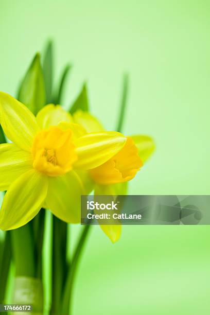 イースター Daffodils - アウトフォーカスのストックフォトや画像を多数ご用意 - アウトフォーカス, カラフル, カラー画像