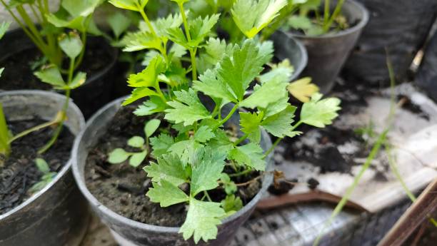 istock Celery plant - herbal plant 1746663500