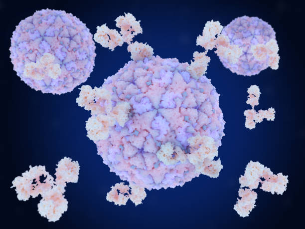 istock Antibodies attacking the  foot-and-mouth disease virus 1746663567