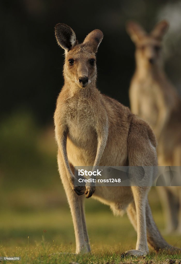 Kangourous dans Toorbul - Photo de Australie libre de droits