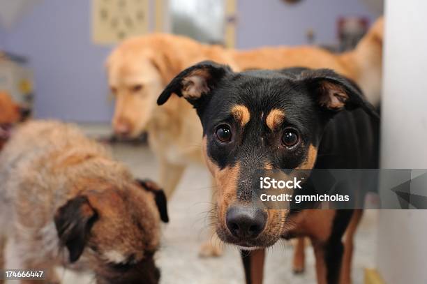 Hundpfund Stockfoto und mehr Bilder von Tierheim - Tierheim, Hund, Streunende Tiere