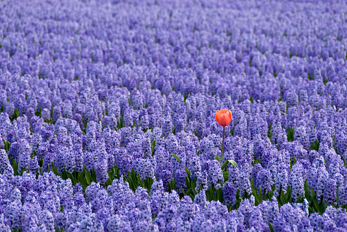 One red tulip standing out in a field of blue hyacinths. A scene of the blooming tulip and flower fields in the Netherlands.